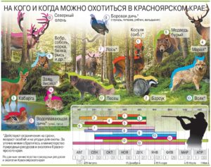 Когда начинается охота и на кого