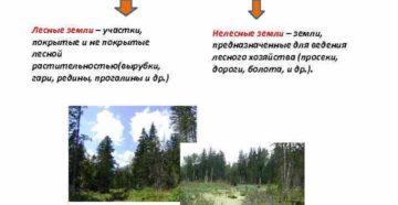 Территория с кустарниками относится к землям лесного фонда или с землям